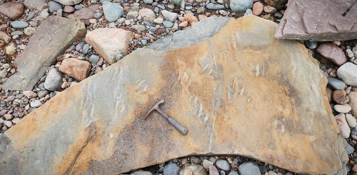 Geologists at Cape Breton University made a rare find of large animal tracks that likely date back 320 million years near Creignish, N.S. The rock hammer is shown for scale and is surrounded by a number of faint claw marks. (Submitted by Jason Loxton - image credit)