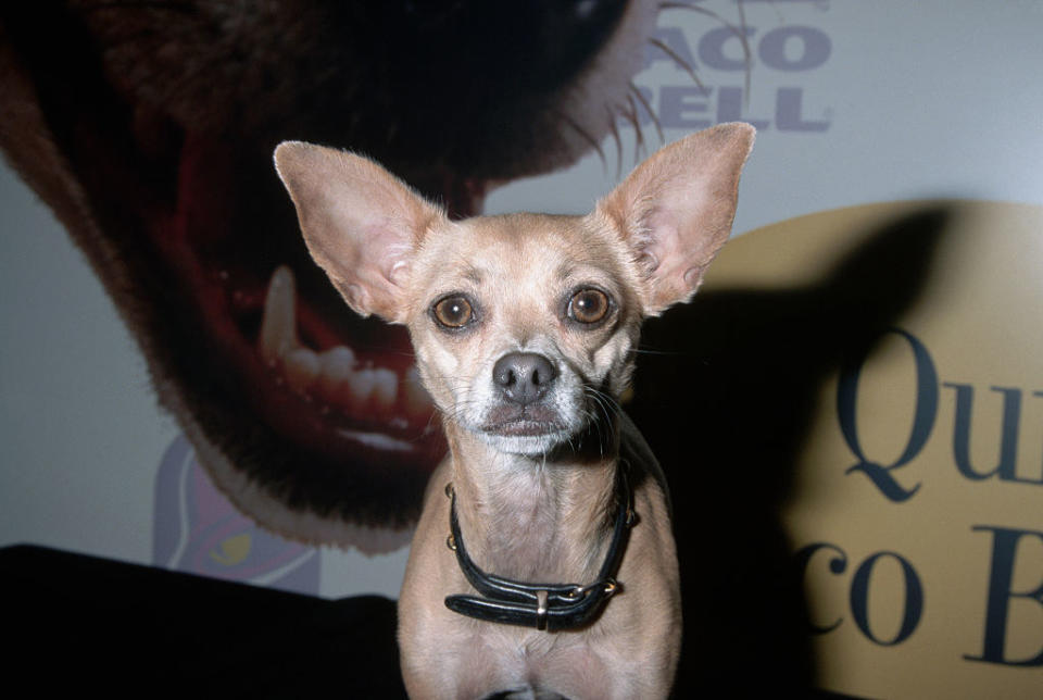 Closeup of the "Yo Quiero Taco Bell" chihuahua