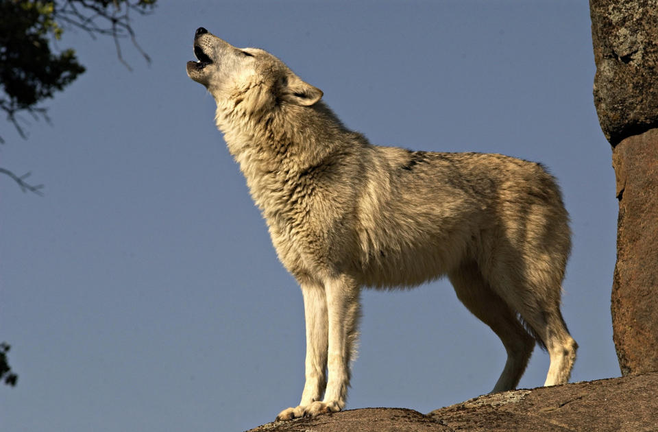 Gray wolf (Canis Lupus) also known as the Timber wolf. Standing on rock, howling. Controlled situation in the Yosemite area of CA. USA