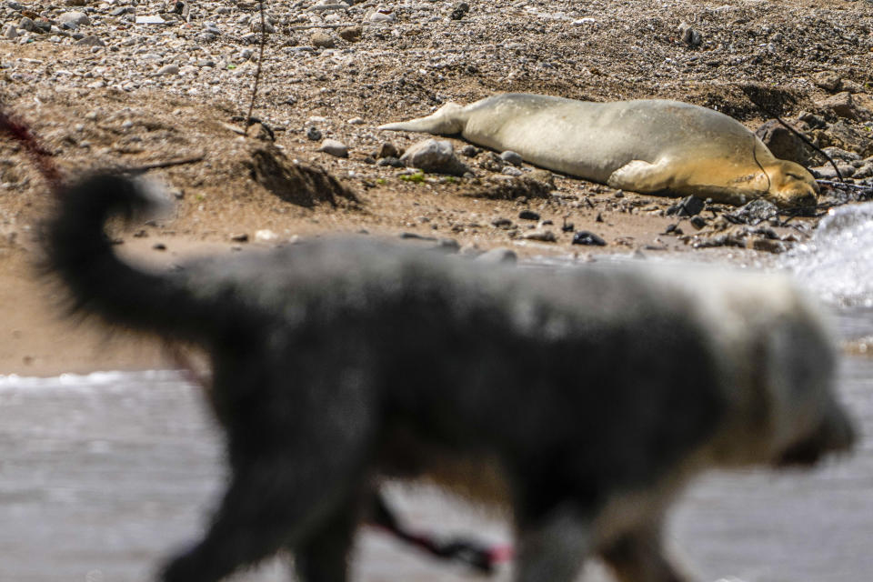 Yulia, an endangered Mediterranean monk seal rests on the beach in Tel Aviv, Israel, Tuesday, May 16, 2023. An unexpected visitor spotted sunbathing on a beach in the Israeli city of Tel Aviv is turning heads and causing a media buzz. The seal cow first appeared south of Tel Aviv's main beachfront last Friday, drawing clusters of curious onlookers to the rocky beach south of Jaffa's historic center on Tuesday. (AP Photo/Ariel Schalit)