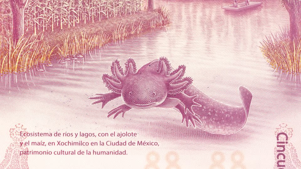 Images of axolotls have popped up everywhere, including one of the creature in its natural habitat on Mexico's 50 pesos bill. - AmericanWildlife/iStockphoto/Getty Images