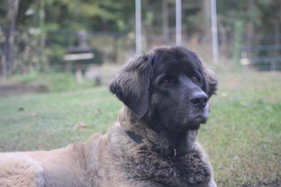 Barbara Cudak said her therapy dogs, Sav and Bubby, are a passive part of their mental health program. She said having the dogs around during sessions can help some children feel more comfortable around new people and the horses.