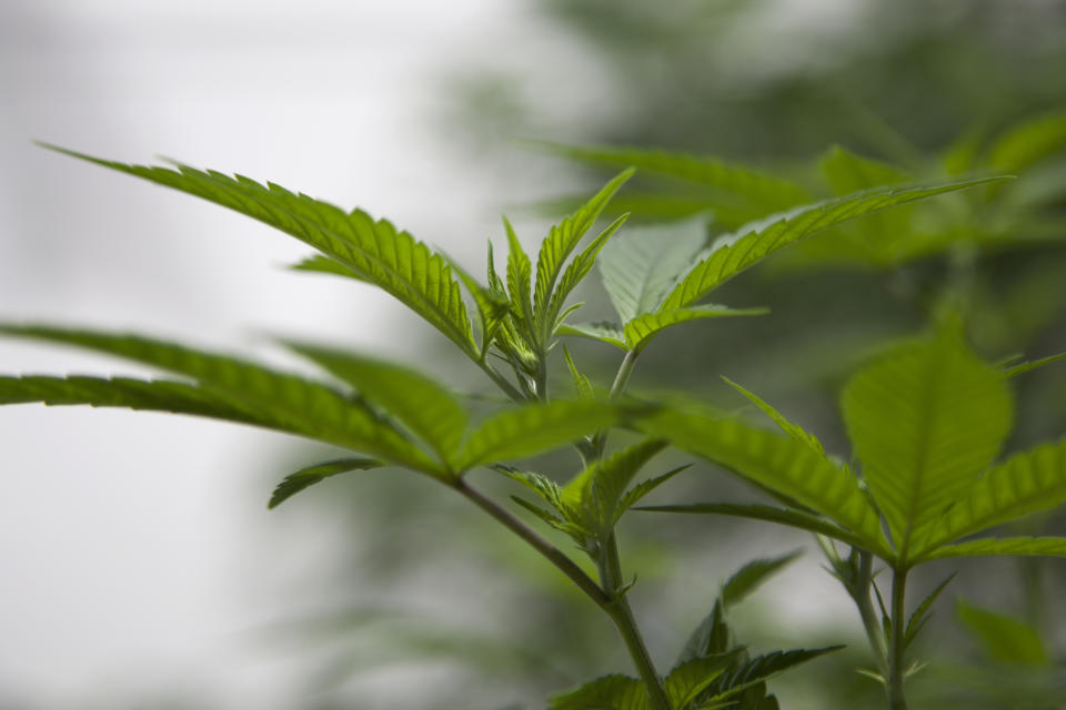 This photo provided by a marijuana cultivator under the condition of anonymity shows the tops of cannabis plants in Northern California on Nov. 24, 2021. As California enters its fifth year of broad legal marijuana sales, an unwelcome trend is emerging in the struggling marketplace. Industry experts say a growing number of license holders also are secretly operating in the illegal market — working both sides of the economy to make ends meet. (AP Photo)