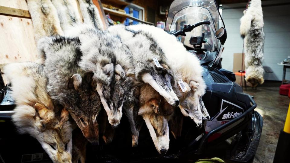 Jim Shouse said it's difficult and expensive to trap wolves as they are smart animals and it requires specific equipment to do it in a humane way. He and other trappers prepare the animals in workspaces before the furs are sent to an auction. 