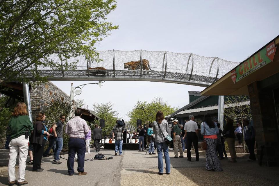 Amur tigers walk across a passageway after a new conference at the Philadelphia Zoo, Wednesday, May 7, 2014, in Philadelphia. The see-through mesh pathway called Big Cat Crossing is part of a national trend called animal rotation that zoos use to enrich the experience of both creatures and guests. (AP Photo/Matt Slocum)