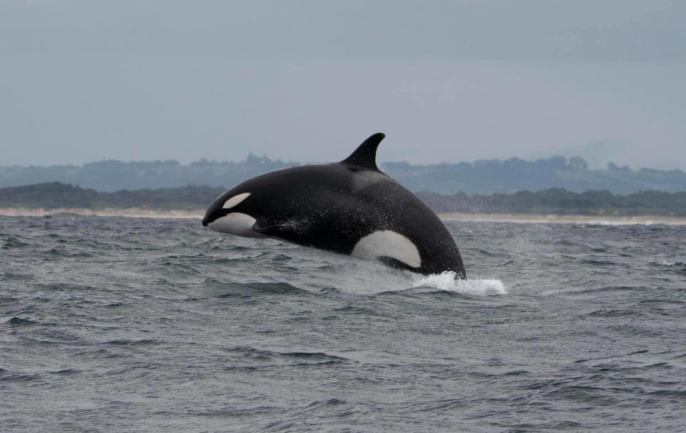 People whale watching near Byron Bay got to witness an encounter  between 'Killer Whales' and Humpback whales. Source: Out of the Blue Adventures.