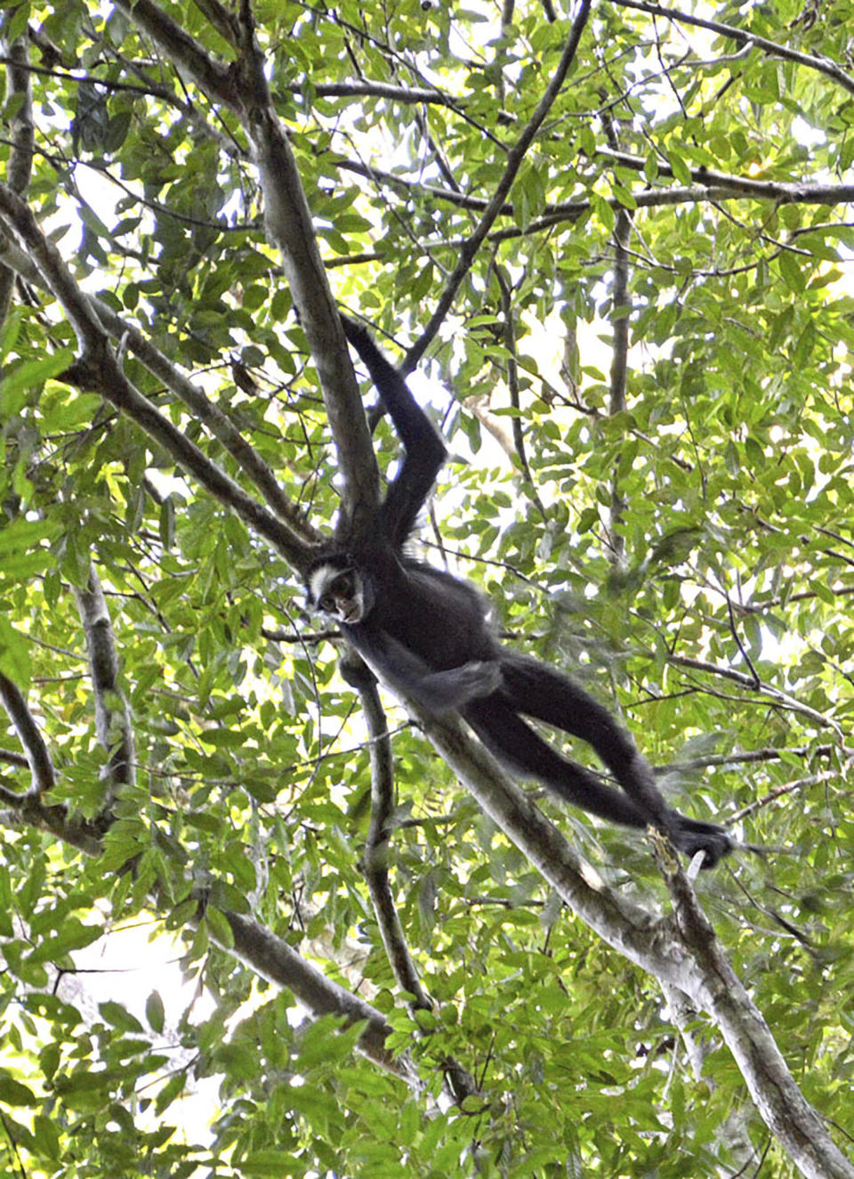 In this July 2019 photo provided by Rodrigo Vargas, endemic white-fronted spider monkey (Ateles marginatus), an endangered species due to habitat loss, climbs a branch in Cristalino II State Park in the state of Mato Grosso, in Brazil. In a move that shocked environmentalists, the government of Brazil's third-largest state gave up on a legal battle to protect the state park located in one of the Amazon's most biodiverse areas. Now the park will be officially dissolved, its press office confirmed to The Associated Press. (Rodrigo Vargas via AP)