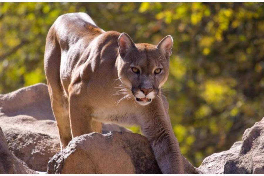 Puma ataca a dos hombres en California y mata uno de ellos 