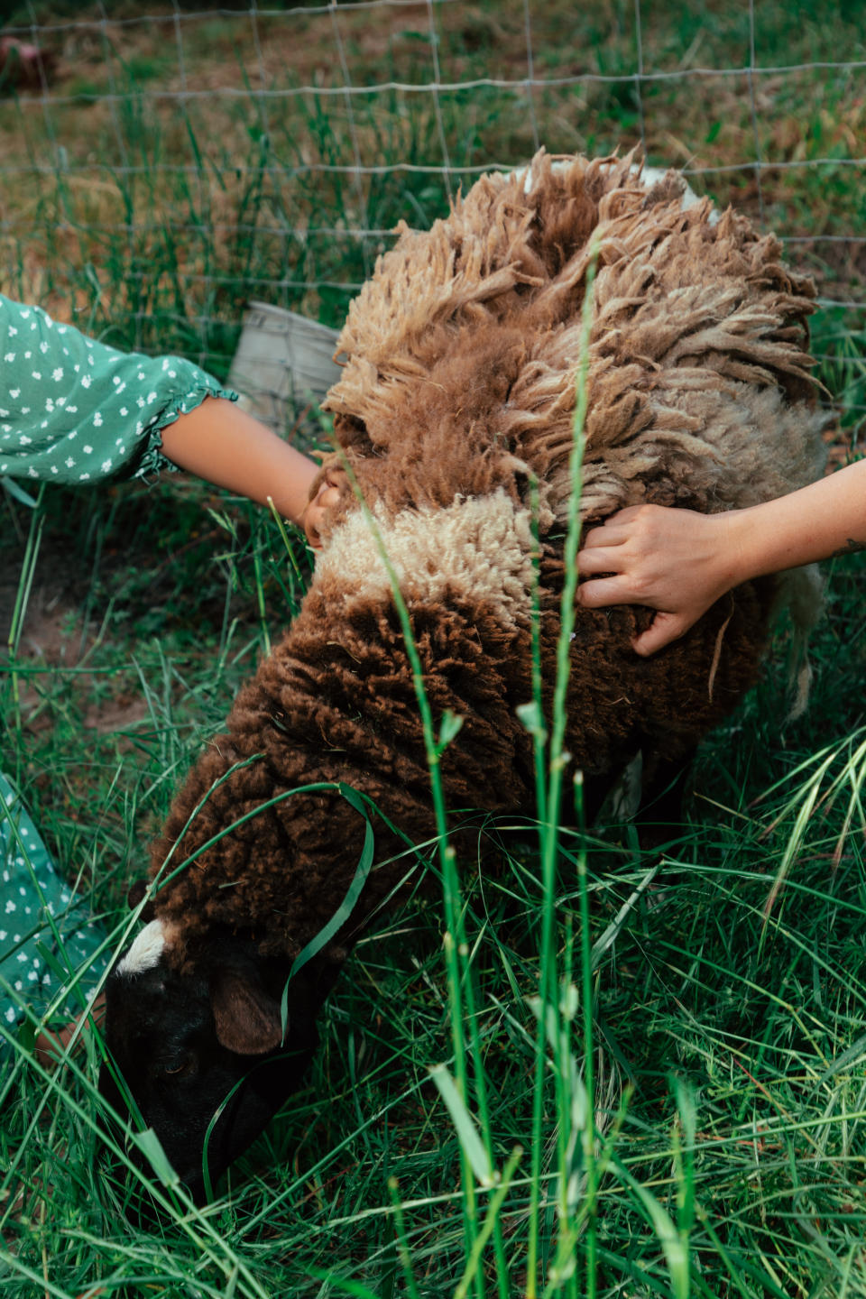 Jamie Lafollette and her daughter, Sara, tend to their sheep at their home on Thursday. (Clara Mokri for The Washington Post)