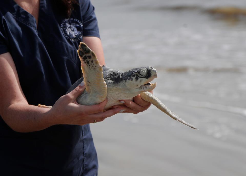 Spike, a Kemp's Ridley sea turtle, is ready to be released into the ocean on Monday at Jekyll Island.