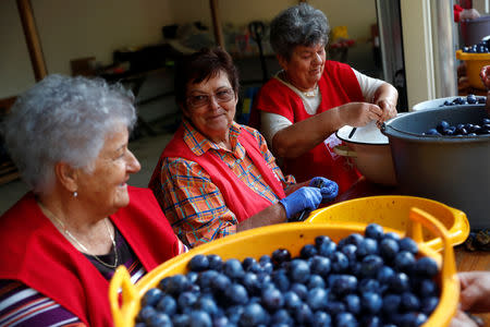 Elderly women prepare plums to cook marmalade in Bordany, Hungary, September 19, 2018. REUTERS/Bernadett Szabo