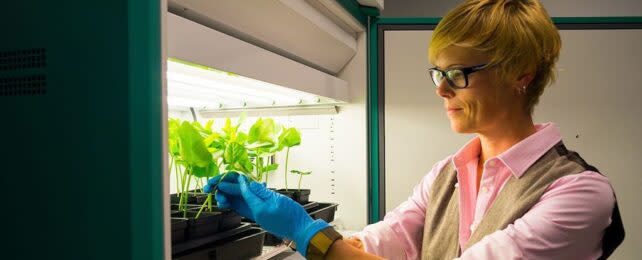 researcher tends to black-eyed pea plants used in experiment to test possible cancer treatment