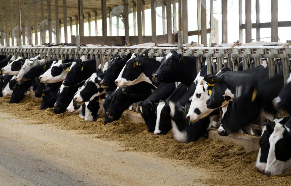 Holstein cows eat feed in between milking at New Generation Dairy in Owensville, Ind., April 30. About 1,200 cows are milked three times a day, 365 days a year. "They're fed twice a day... feed is always in front of 'em," co-owner Brian Rexing said. "Cows are never without feed."