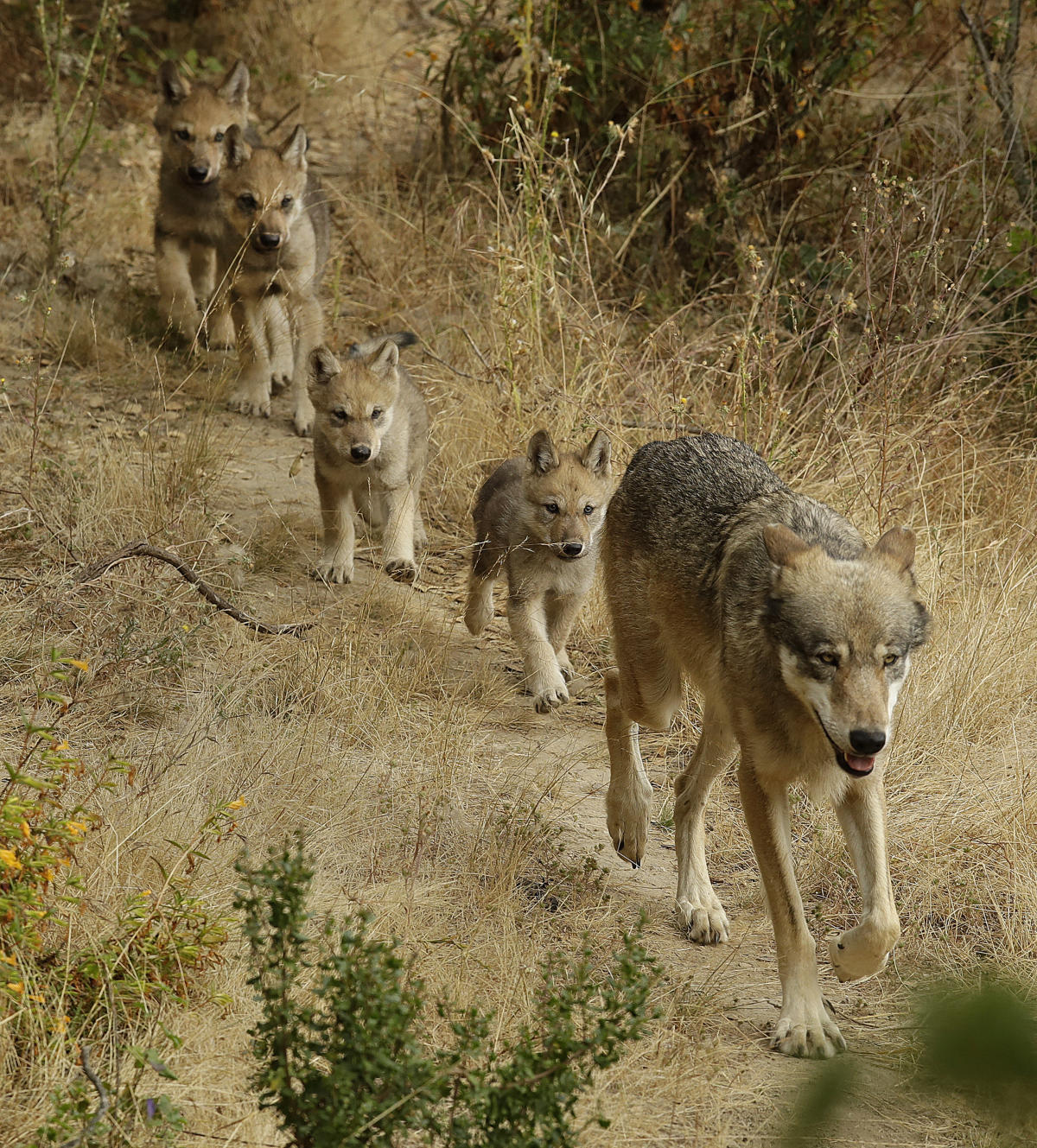 #Researchers have identified a new pack of endangered gray wolves in California