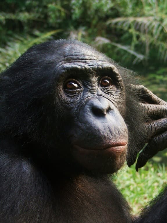 A bonobo at the Lola ya Bonobo Sanctuary in Kinshasa, Democratic Republic of Congo.