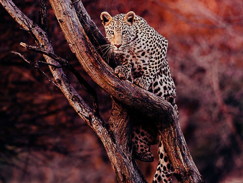 One of the prints for sale features a female leopard in Namibia: Pie Aerts