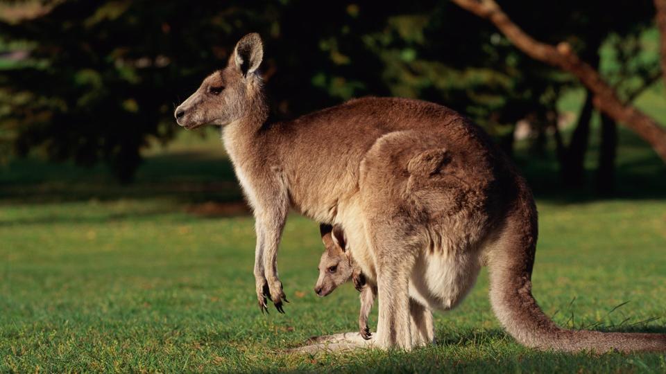 Kangaroo with baby Kangaroo in its pouch