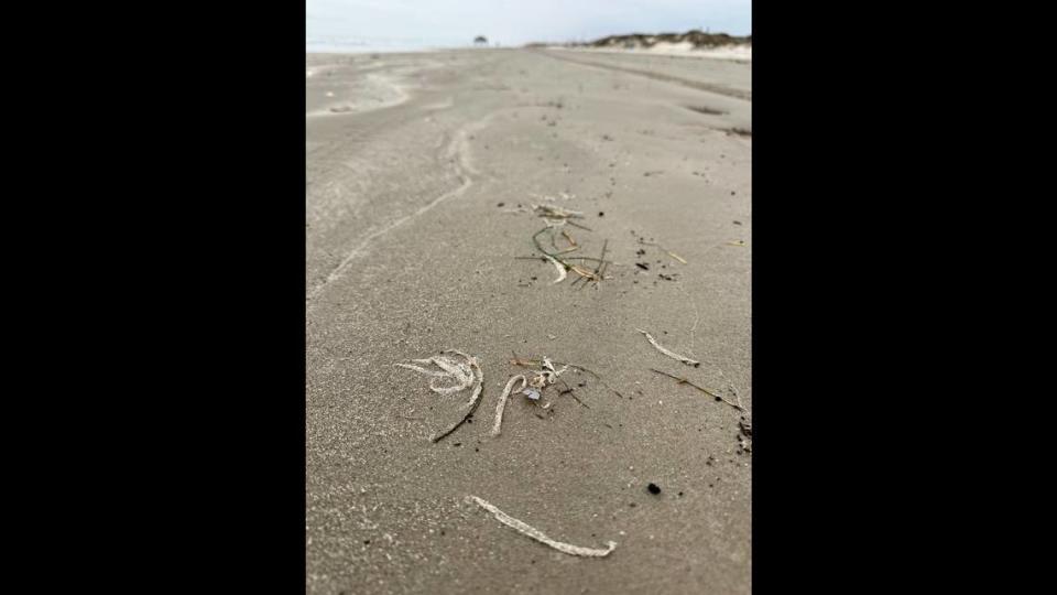 Leptocephali scattered across a beach in Padre Island, Texas,