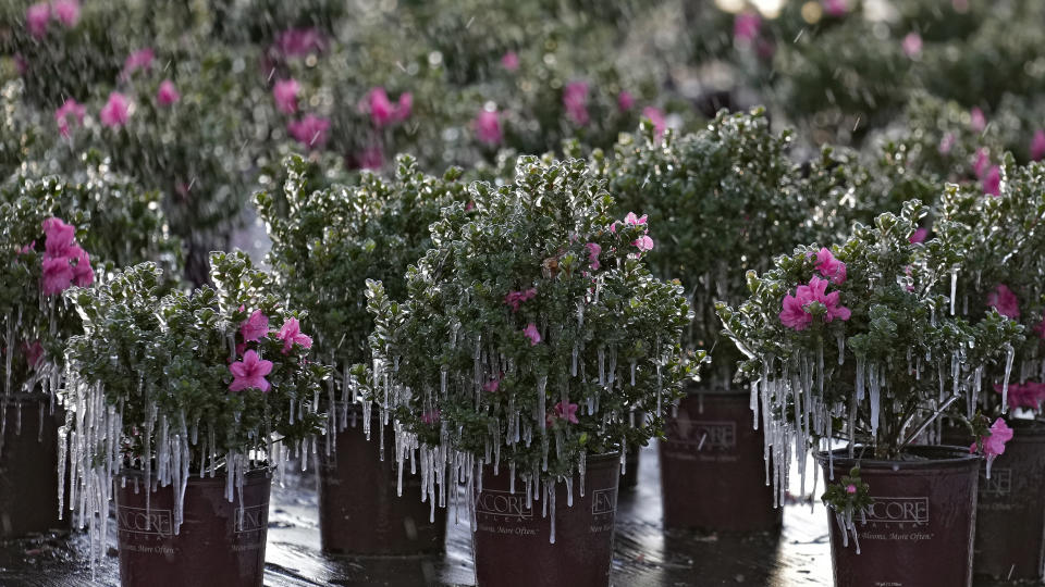 Icicles hang from ornamental plants at sunrise Saturday, Dec. 24, 2022, in Plant City, Fla. Farmers spray their crops with sprinklers to help protect them. Temperatures overnight dipped into the mid-20's. (AP Photo/Chris O'Meara)