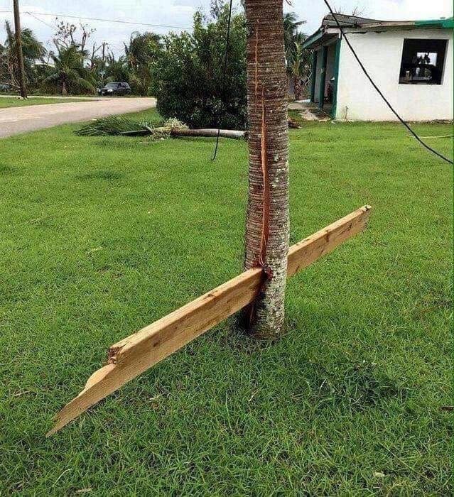 A piece of wood through a tree trunk