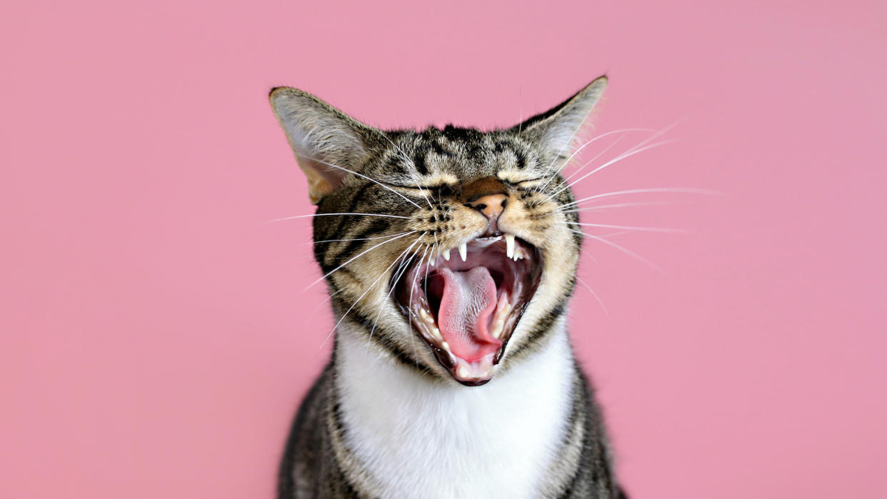  Cat laughing: 32 funny things cats do. 