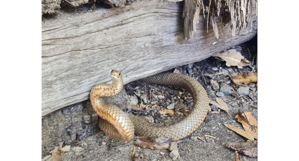 An eastern brown snake captured from a retaining wall.