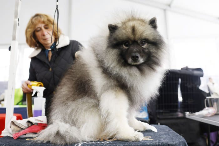 Canines compete in Westminster Dog Show 2024