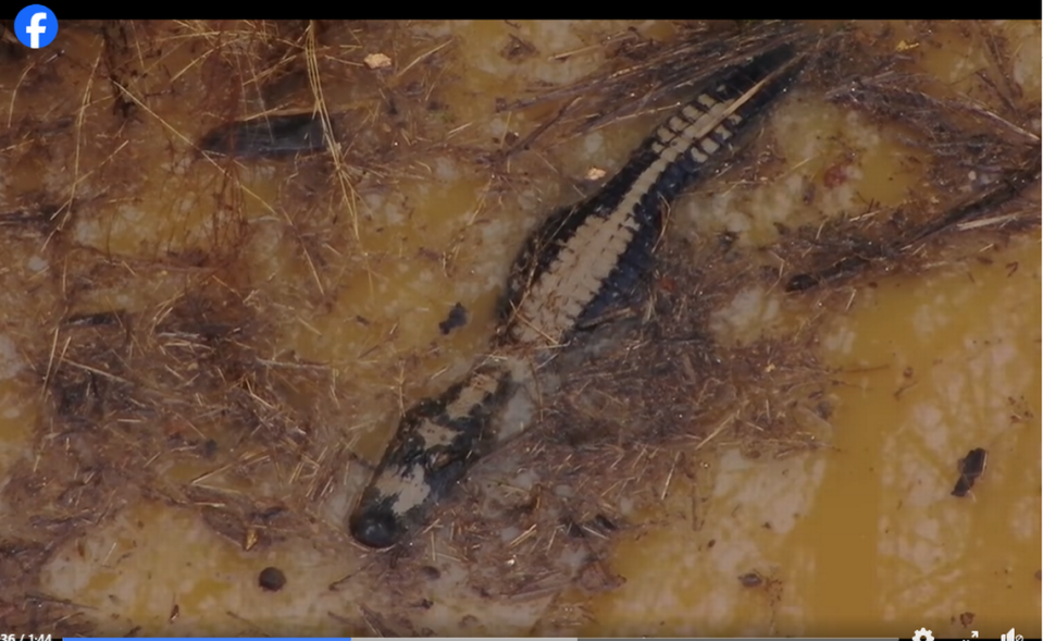 A drone recorded video of the large alligator, which is living Large alligator living 130 miles beyond its natural range in Georgia, officials said. Hall County Sheriff's Office video screengrab