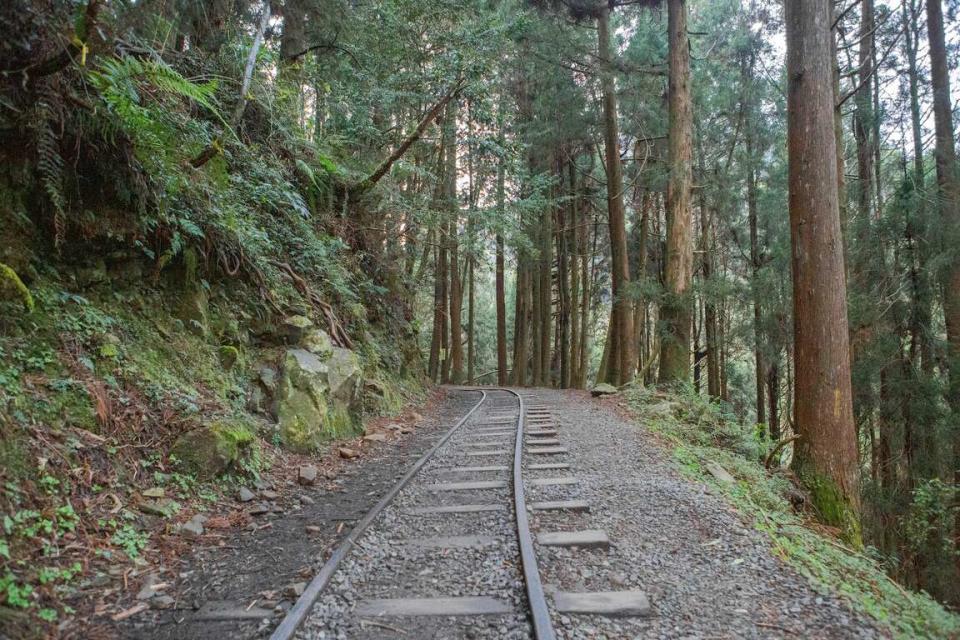 特富野古道鐵道（圖片來源：阿里山國家風景區管理處）