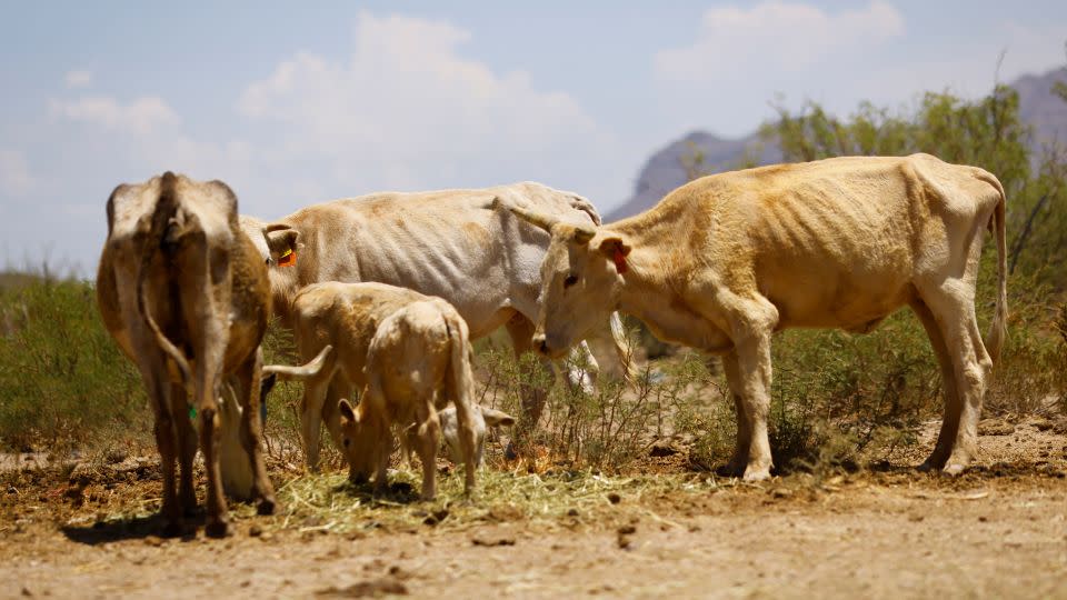 Cows affected by drought graze in the municipality of Coyame, in Chihuahua state, Mexico  August 4, 2022.  - Jose Luis Gonzalez/Reuters