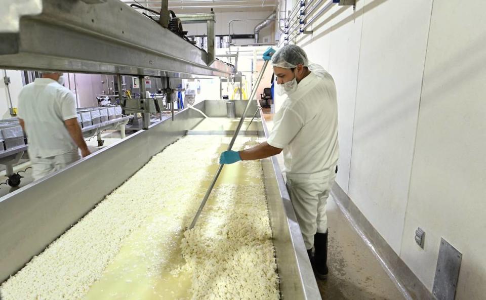Jorge Godinez separates the curds as the whey is drained off at the start of the cheese making process at Fiscalini Farmstead in Modesto, Calif., Wednesday, April 10, 2024.