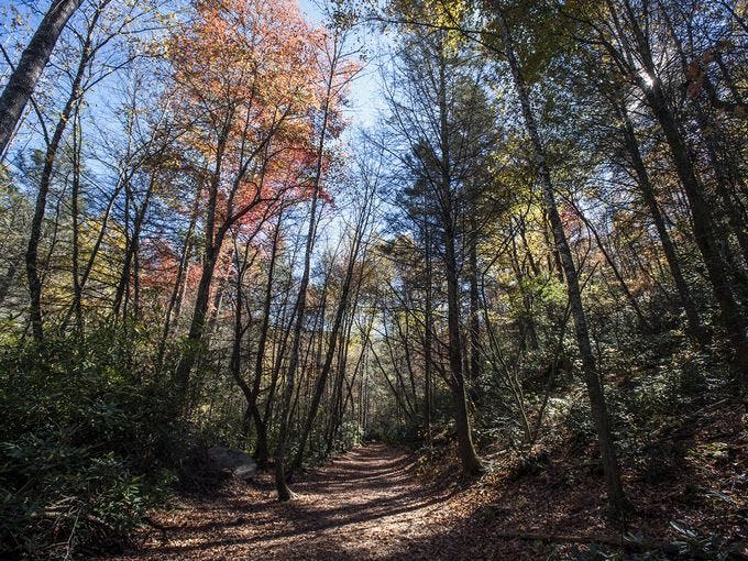 DuPont State Forest in Cedar Mountain. The state Department of Agriculture and Consumer Services has announced the approval of its Forest Action Plan, hoping to guide management of forestlands across the state.