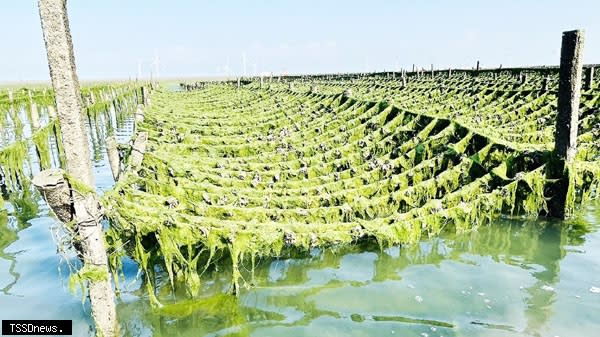 漁民發現絲藻大量繁生覆蓋蚵索造成牡蠣開口大量死亡，漁民損失慘重。（記者方一成攝）