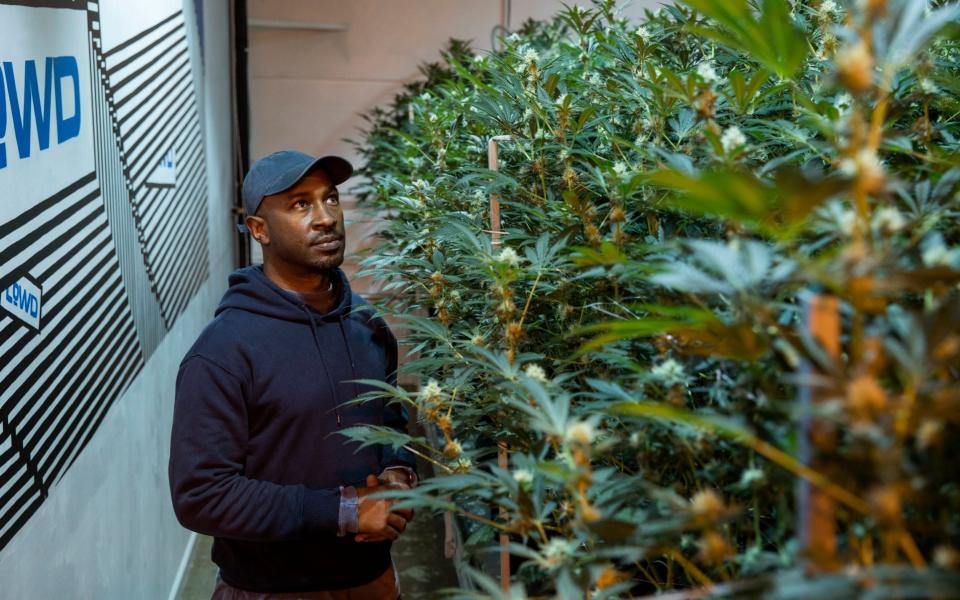 Jesce Horton is pictured at the cannabis cultivation facility in Portland Ore - ALISHA JUCEVIC 