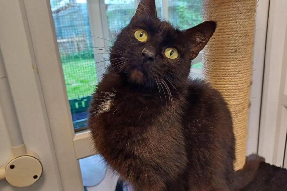 Peanut is looking for a loving new home after she was found in a garden <i>(Image: RSPCA Warrington, Halton and St Helens)</i>