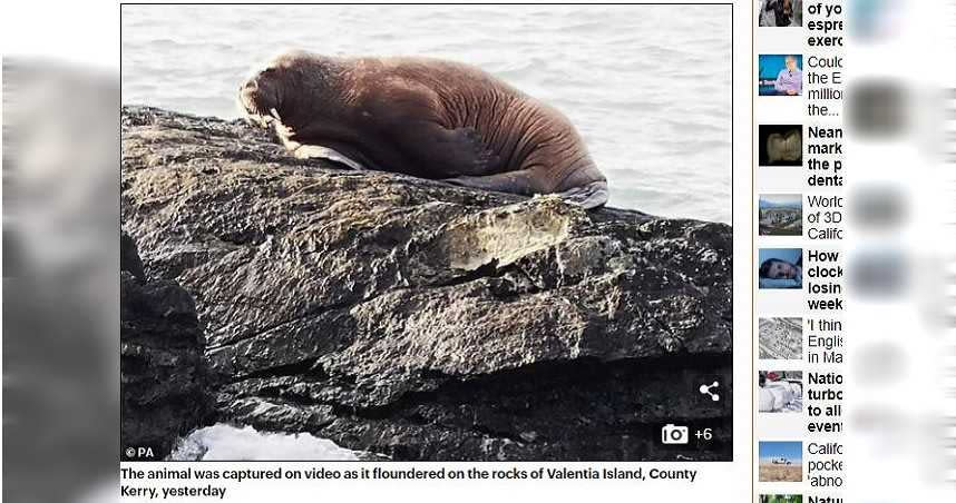 一頭海象疑似在冰山上睡太熟，跟著漂流到了愛爾蘭。（圖／翻攝自Dilymail）