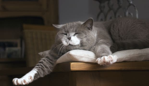 British Shorthair cat wakes up on the table