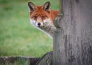 <p>Ein Fuchs schleicht über einen Friedhof im englischen Städtchen Bath. Obwohl die Zahl der Füchse in ganz Großbritannien zurückgeht, hat sich die Zahl der Stadtfüchse in den letzten 20 Jahren vervierfacht. Ungefähr 150.000 Füchse sollen aktuell in England leben. (Bild: Getty Images/Matt Cardy) </p>