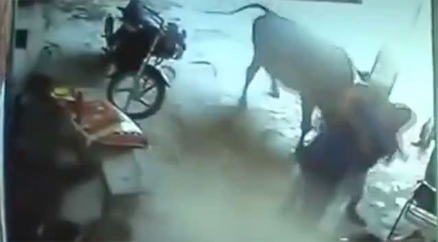 As the man tries to pull the attackers away, the cow responds to the commotion by charging at the group. Photo: LiveLeak