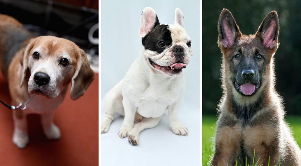 Here’s the dog breed you should adopt, based on your zodiac sign