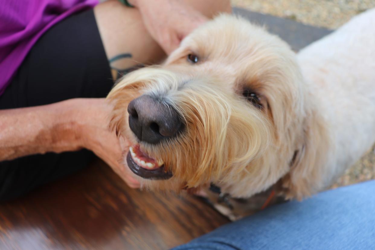 A close up photo of a dog receiving pets.