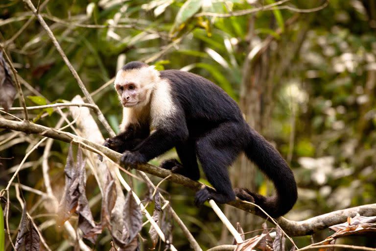 Un mono capuchino en el Parque Nacional Manuel Antonio.