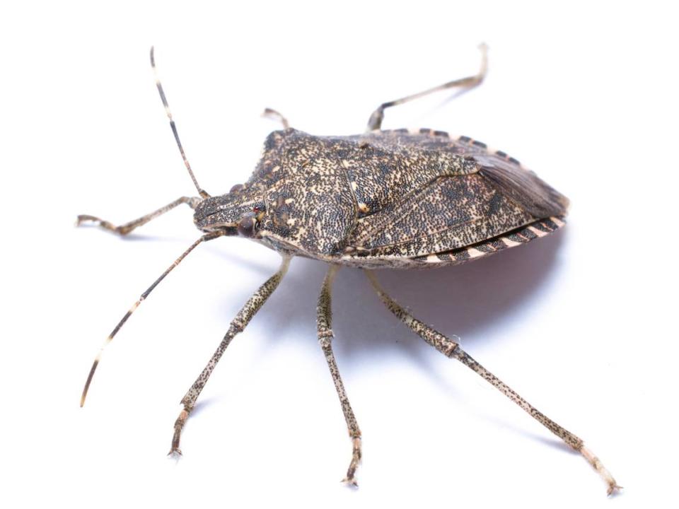 Here’s what to know about keeping the brown marmolated stink bug away from your Illinois home this fall.