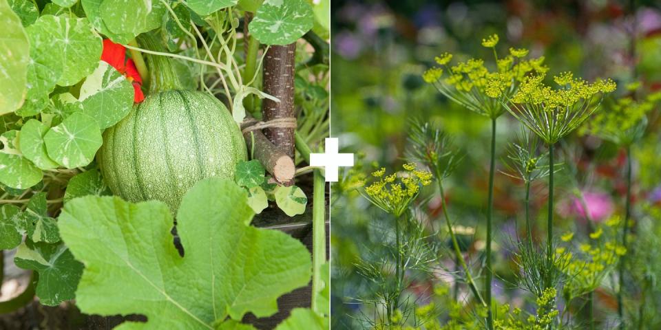 Melons or Squash + Flowering Herbs