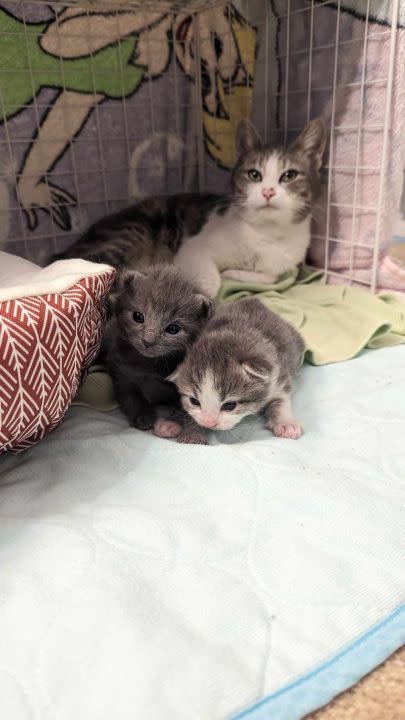 A mom and kittens that were taken in by Colony Cats in March.