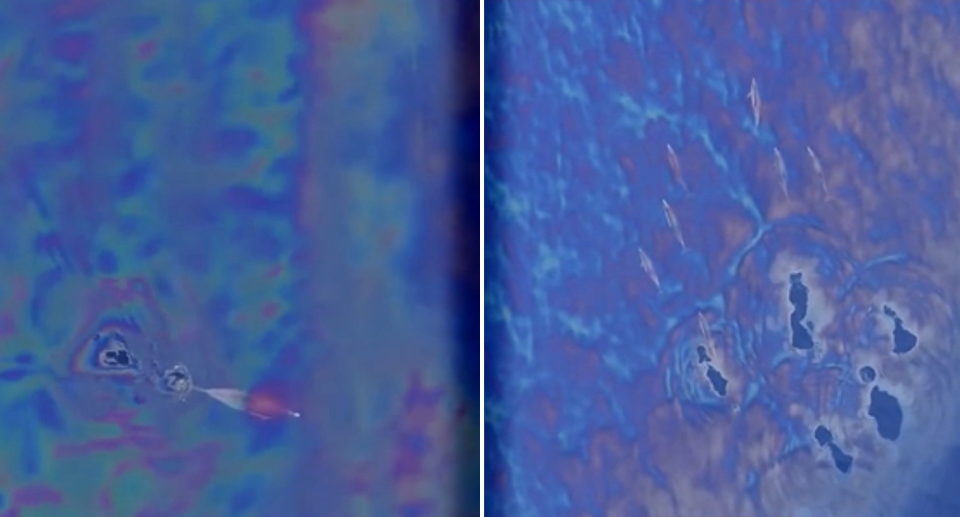 Two stills from a drone video of dolphins appearing to swim through an oil slick off San Diego.