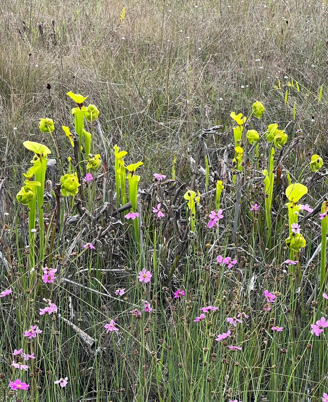 Yellow pitcher plants (Sarracenia flava) and swamp Coreopsis (Coreopsis nudata) together in the Apalachicola Natural Forest.