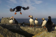 FILE - An Atlantic puffin comes in for a landing on Eastern Egg Rock, a small island off the coast of Maine, July 21, 2019. The Atlantic puffin, Maine's iconic seabird, suffered one of their worst years for reproduction in decades during the summer of 2021, due to a lack of the small fish they eat. (AP Photo/Robert F. Bukaty, File)