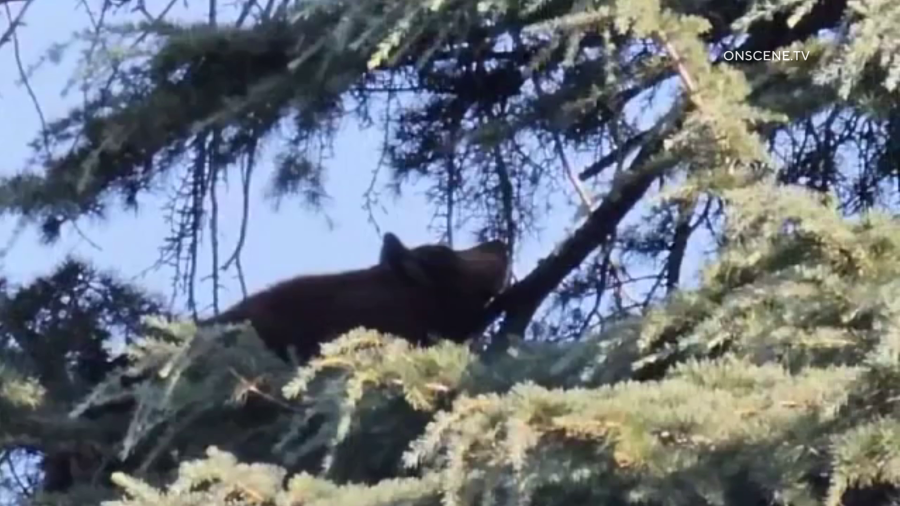 A black bear from east L.A. County showed up in Muscoy on Sept. 28, 2023. (OnScene.TV)