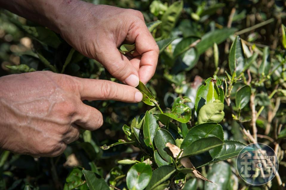 小綠葉蟬咬過後，茶葉會有特殊風味，可製成蜜香紅茶。不過，茶人黃耀寬摘指的蟲咬處，卻是椿象吃的，這種茶菁沒辦法炒，必須摘掉以利新芽生長。